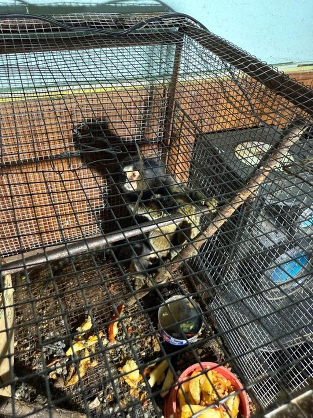 La Plata: más de 200 animales fueron salvados de una&nbsp;vivienda